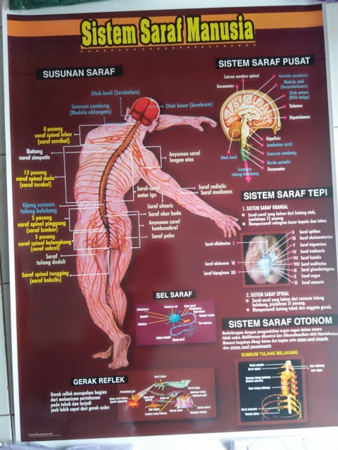 CARTA SISTEM SARAF MANUSIA / POSTER SISTEM SARAF MANUSIA / GAMABR SISTEM SARAF MANUSIA