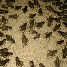 Jangkrik Hidup Pakan Ikan / Pakan Burung / Pakan Reftil