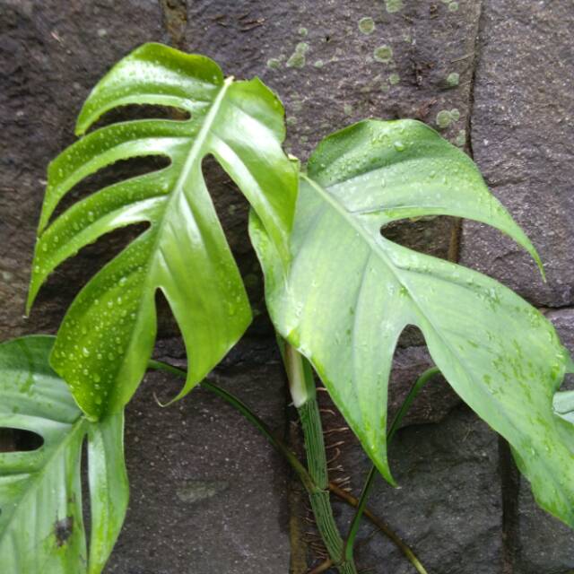 Tanaman Hias Philodendron Monstera Epipremnum Pinatun Ekor Naga Shopee Indonesia