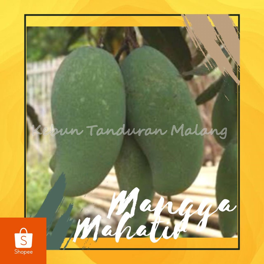 Bibit Buah Mangga Mahatir Mangga Jumbo Pohon Mangga Mahatir Asli