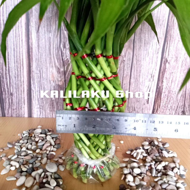 Bambu Hoki model kepang guci mini-hiasan meja-pajangan meja-pajangan meja kantor-tanaman indoor