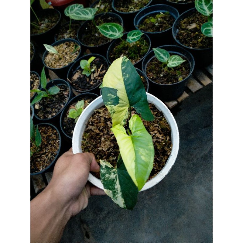 syngonium varigata yellow