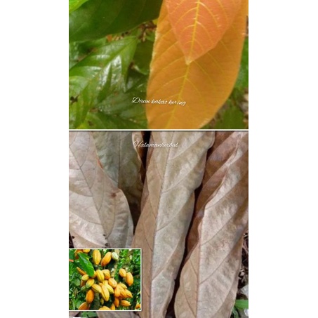 

daun kakao kering 50 lembar