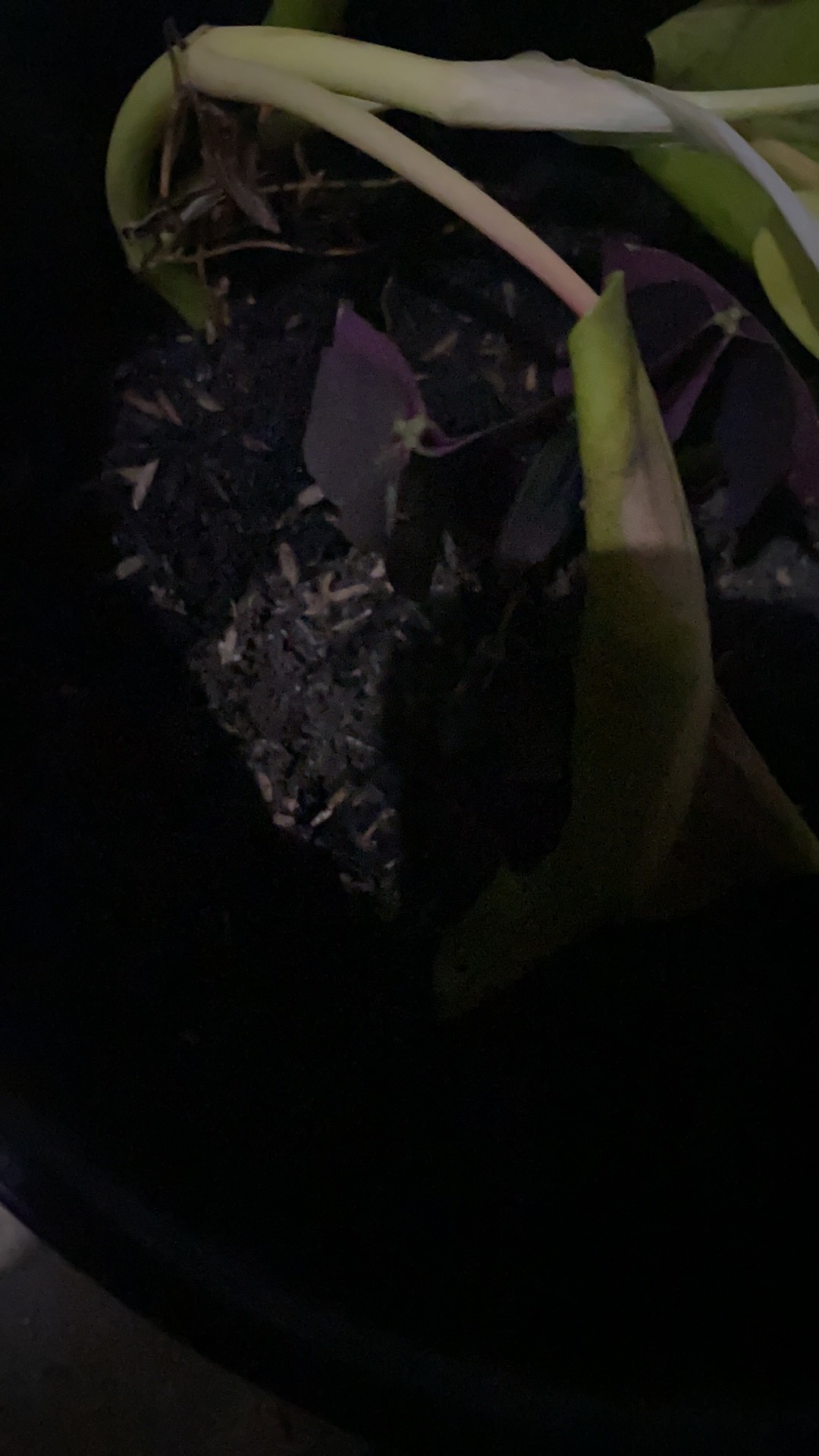 Promo Tanaman Hias Daun Kupukupu Ungu Kupu Kupu Oxalis Tanaman Unik