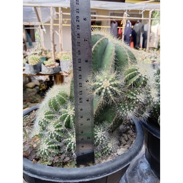 Bonus free karantina, indukan noto kaktus jumbo/kaktus ownroot/kaktus murah/kaktus pasaman