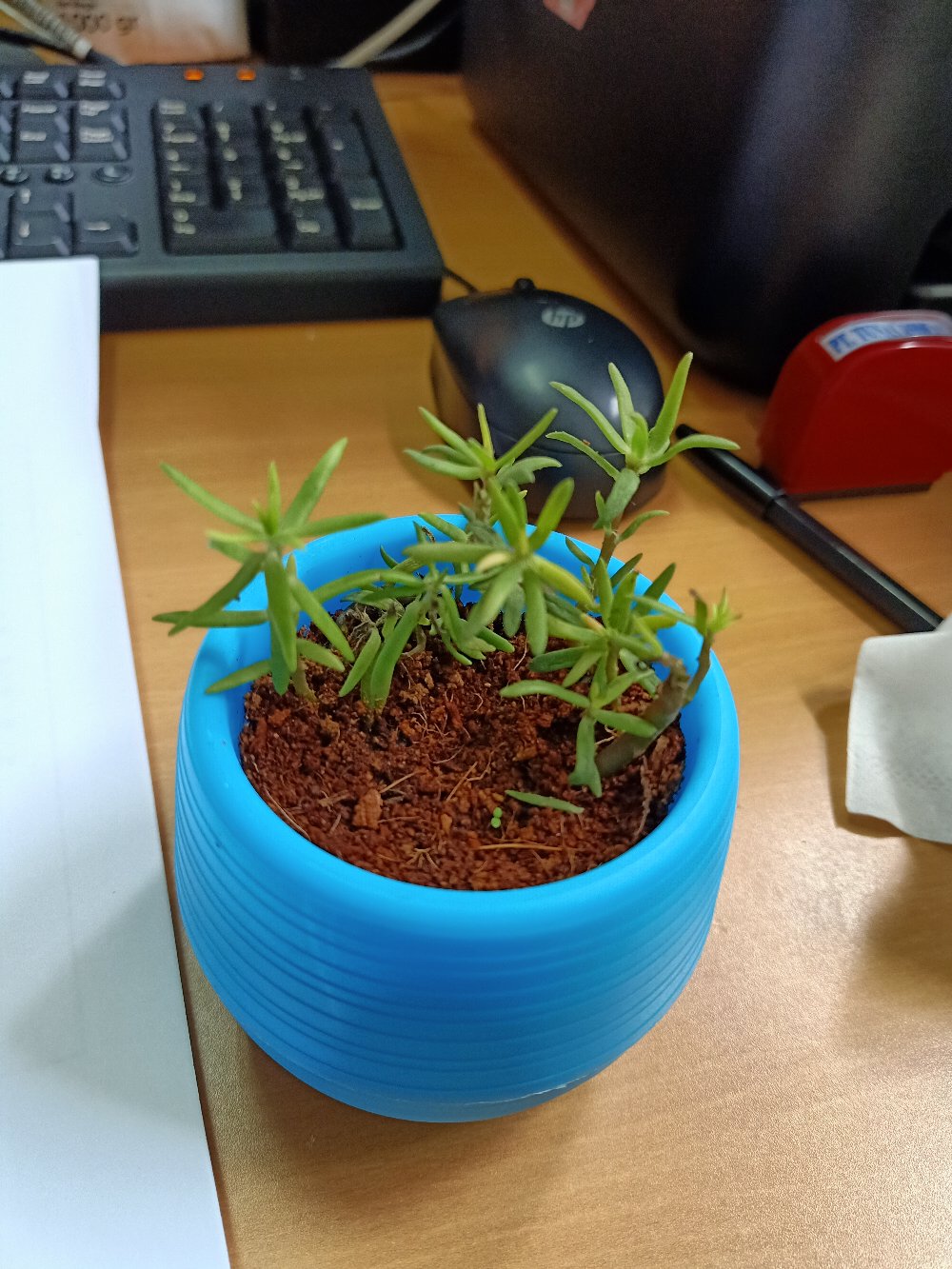 Pot Bulat Mini Vas Bunga Melamin Plastik Pot Bunga Kecil Minimalis Simple Praktis