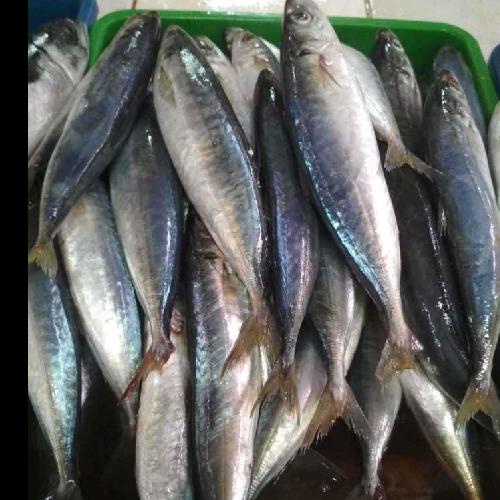 

lauk makan Mentah Ikan Layang Jumbo