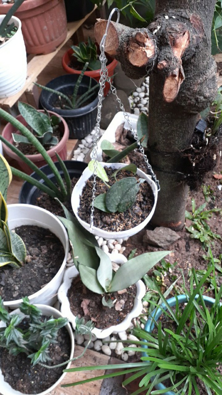 Tanaman Hias Gantung Scindapsus Pictus