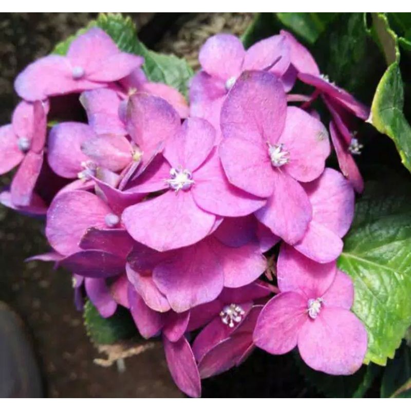 Tanaman Hias Hortensia Ungu import.