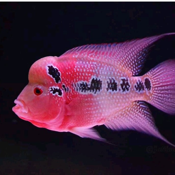 ikan lohan SRD 5/6/7 cm.