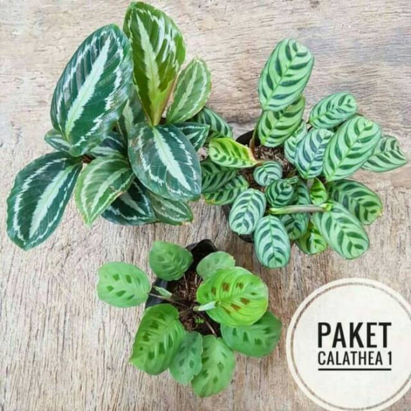 Tanaman hias hidup - paket 3 tanaman hidup calathea/calathea silver/calathea leopardina/calathea sep