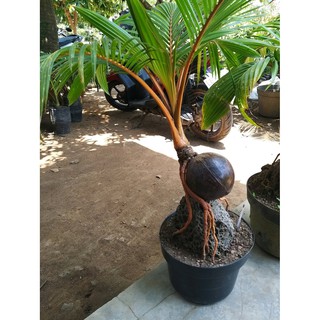 Bibit Tanaman Hias Bonsai Kelapa Gambar Asli Akar Cantik Dngn Batu Shopee Indonesia