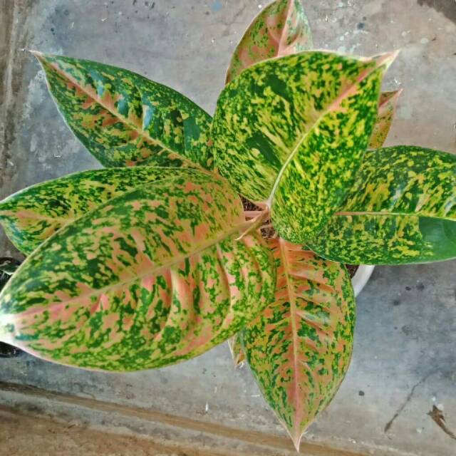 aglonema BIG ROY termurah Shopee Indonesia aglonema BIG ROY termurah Shopee Indonesia