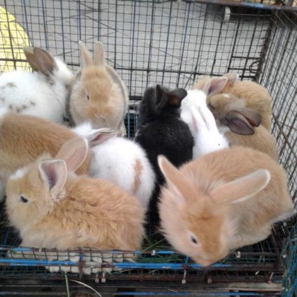 Kelinci Lokal Murah | Kelinci Anggora | Kelinci Mini ND Netherland Dwarf | Dutch | New Zealand