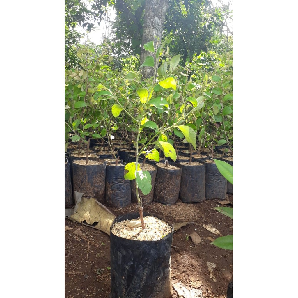 BIBIT APEL INDIA/FUTSA OKULASI 60CM (COCOK DI TANAM POT)