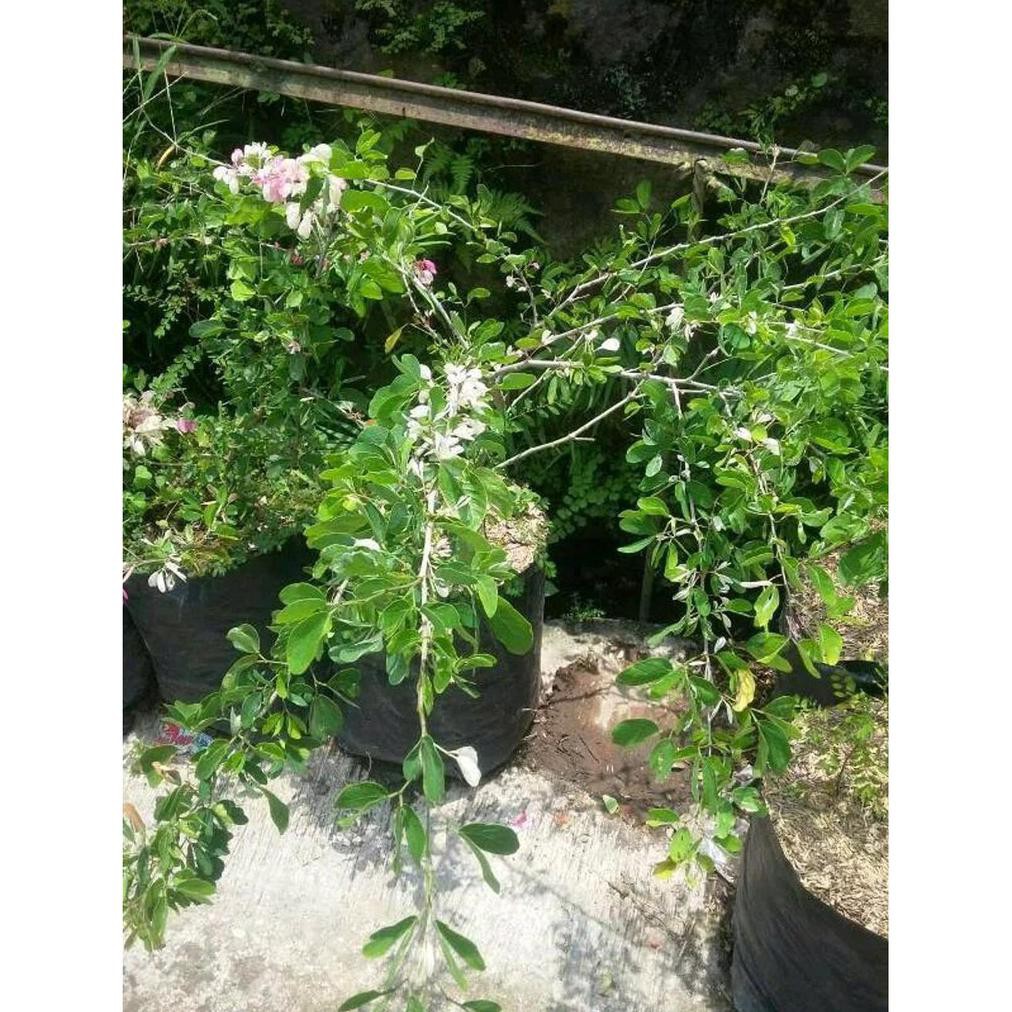 idle bibit buah bibit tanaman buah asam keranji kranji asam manis asam belanda /r¦