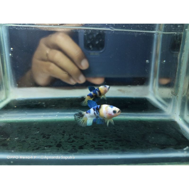 Promo Ikan Cupang  1 Pair Yellow Koi Galaxy