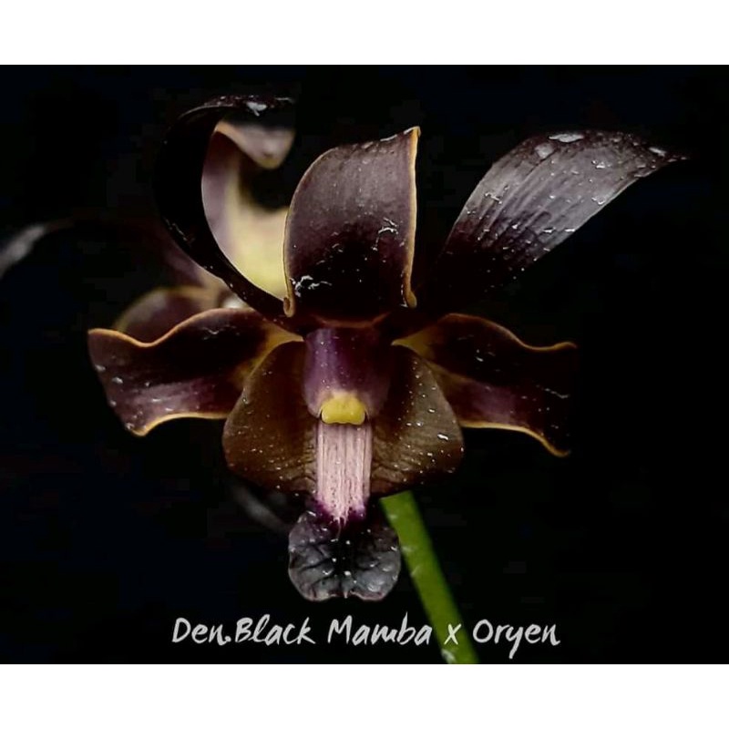 Dendrobium black spider x oryen black