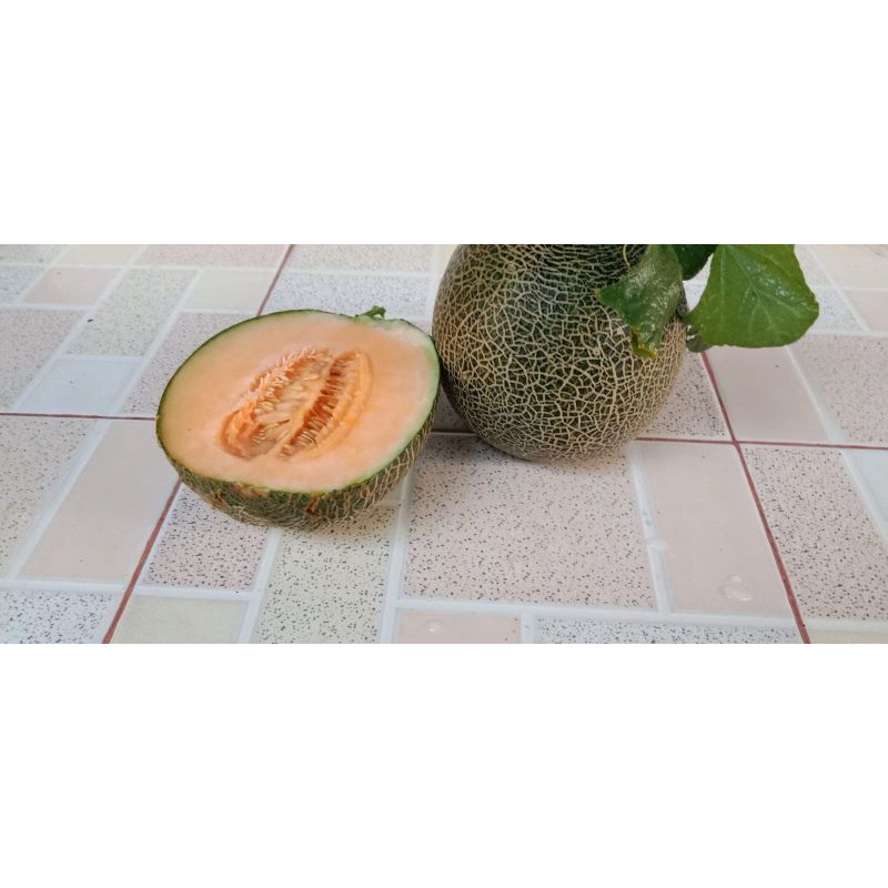 

buah melon kuning madu segar