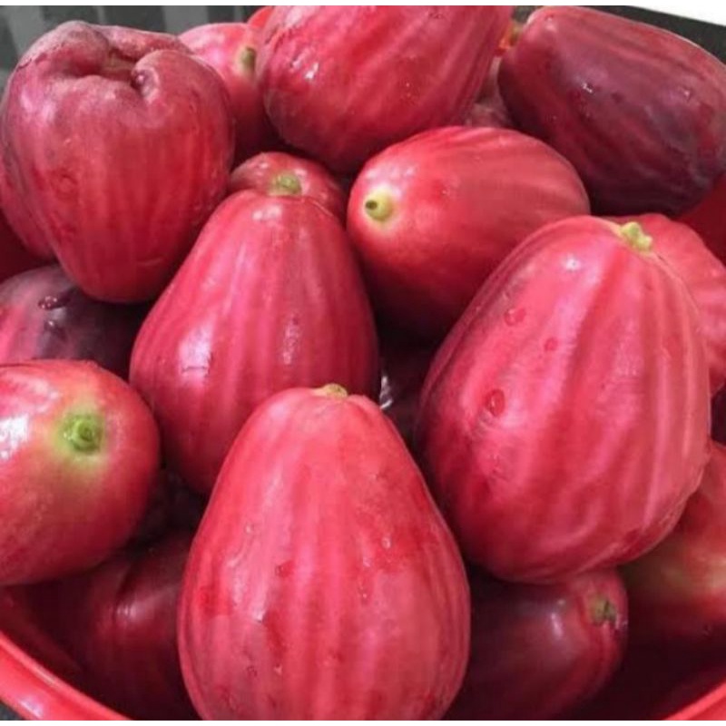 

Jambu Bol Jamaika Premium 1Kg