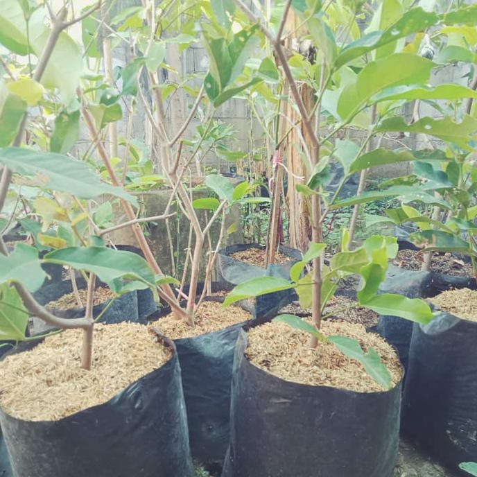 KDS BIBIT CANGKOK JAMBU AIR MADU DELI DAN CITRA Y4I