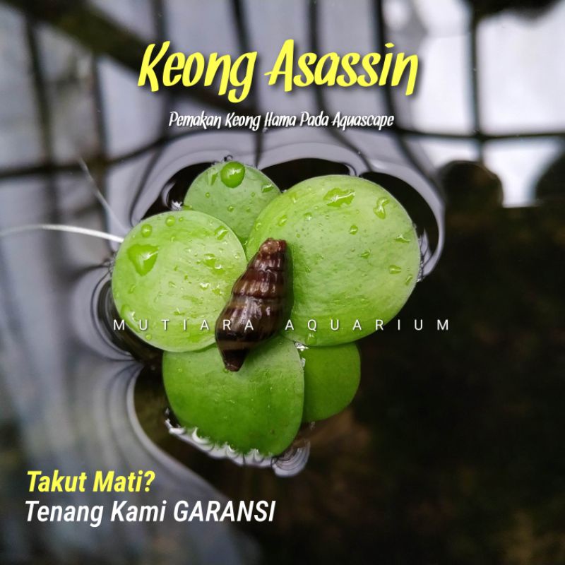 Jual Keong Asassin Hiasan Aquarium Dan Aquascape - Pemakan Keong Hama ...