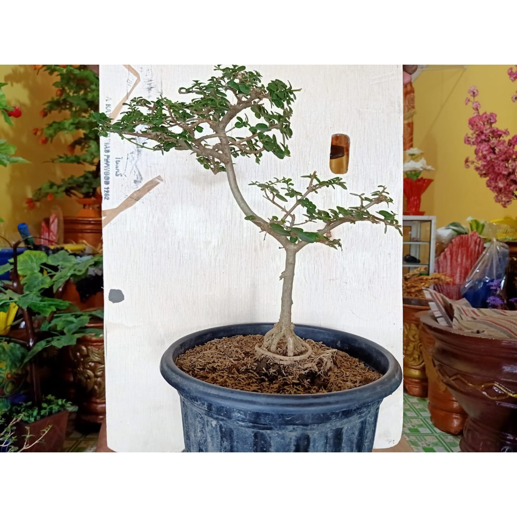 POHON BONSAI/BUNGA HIAS/TANAMAN HIAS/BONSAI SANCANG