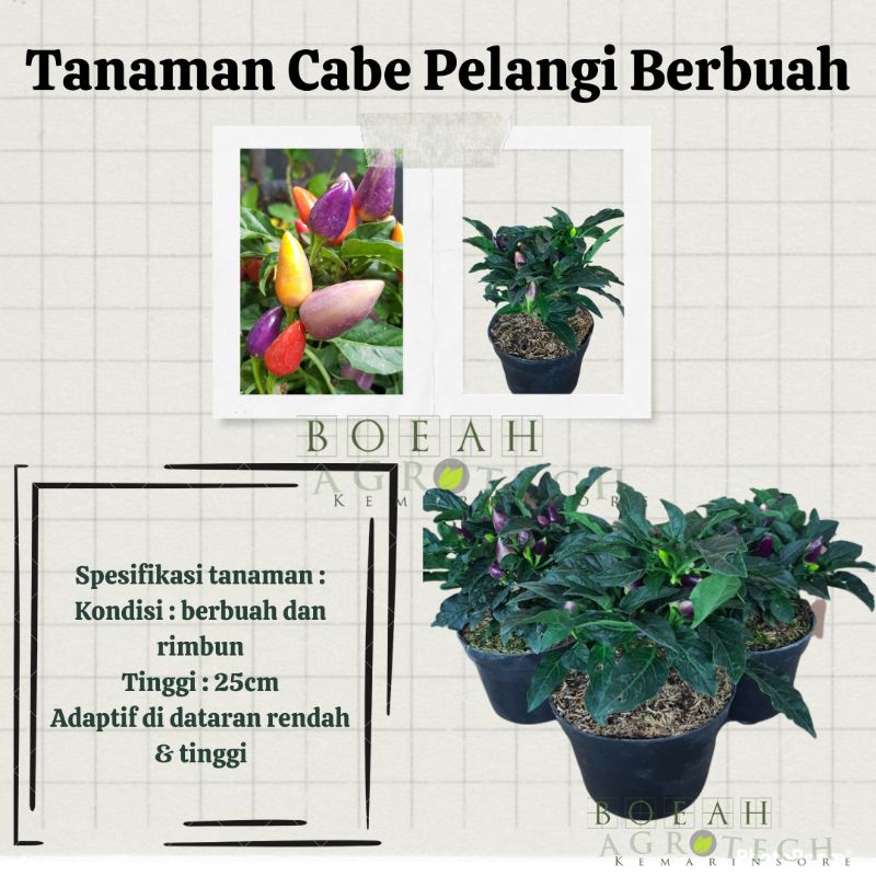 Bibit Cabe Pelangi / Cabai Pelangi Unik Berbuah