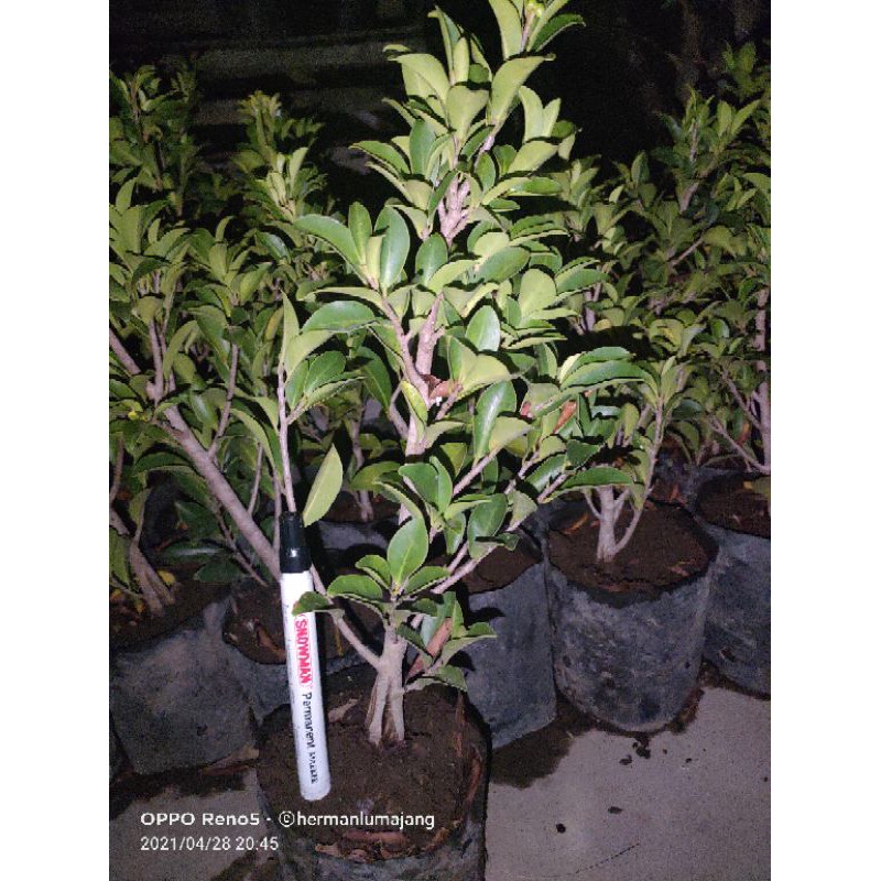 ficus elegan pecah batang 4