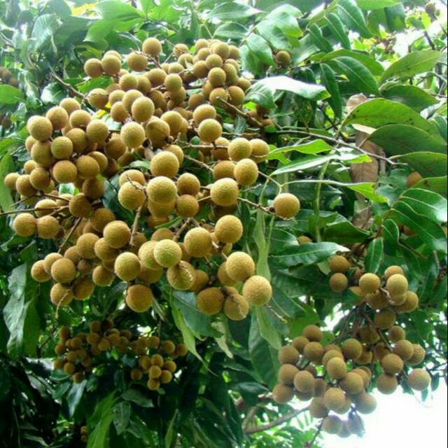 

Bibit Kelengkeng Diamond