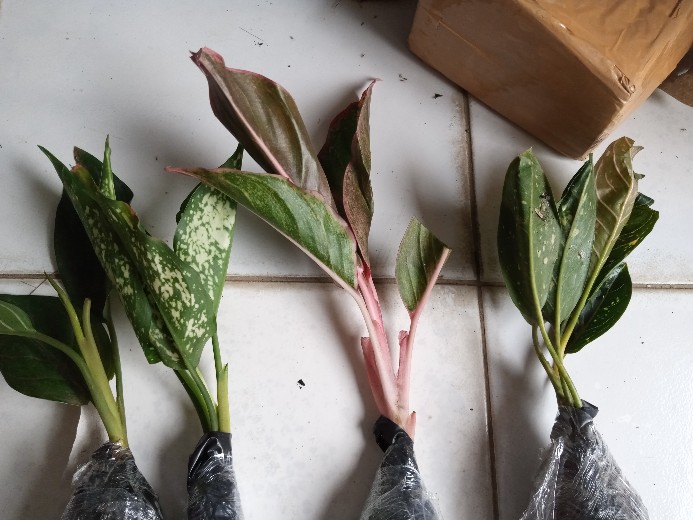 Tanaman Hias Srigading Susu