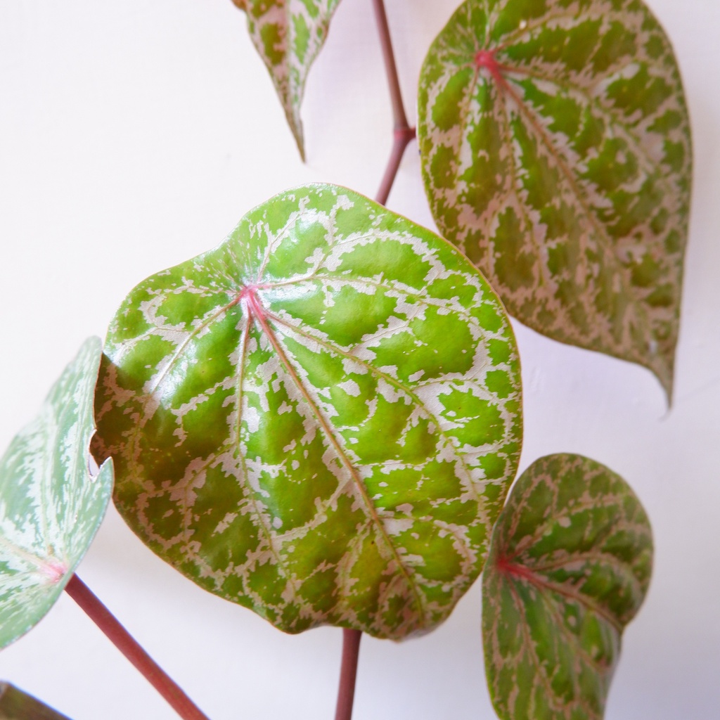 Sirih Merah - Tanaman Hias