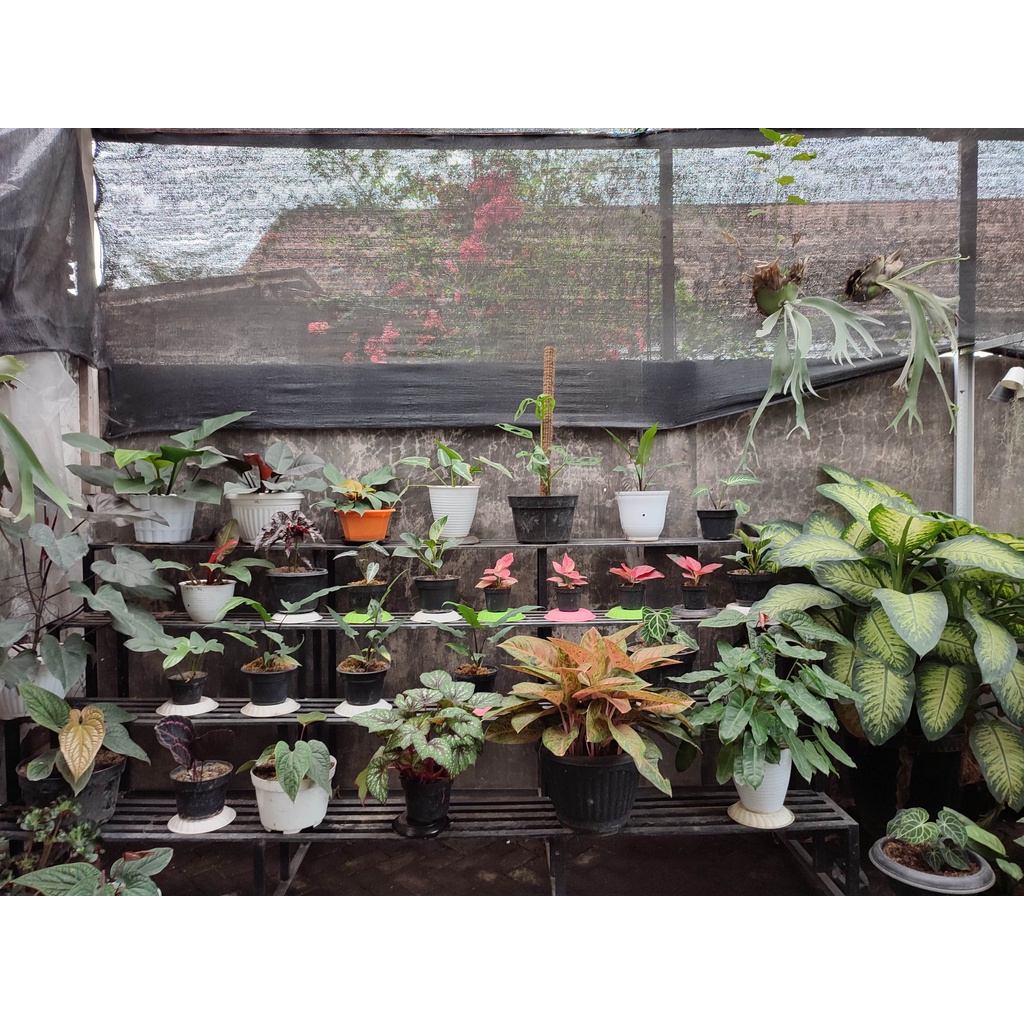 Tanaman Syngonium Green Splash Tanaman Hidup Bunga Syngonium Green Splash Tanaman Bercak Hijau