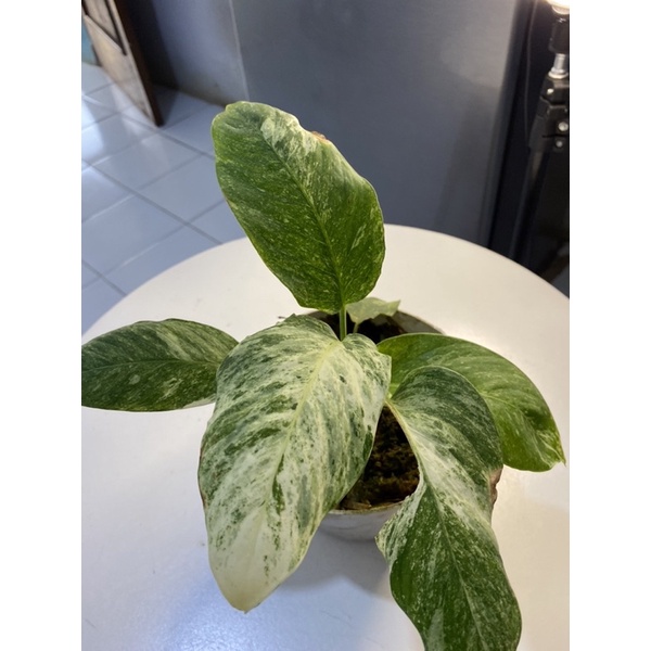 Homalomena var.putih