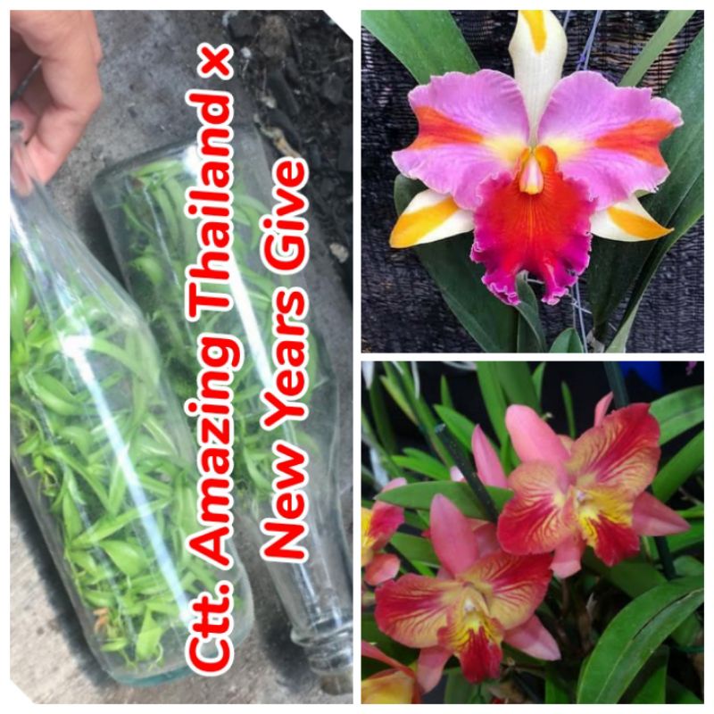 Bibit silangan anggrek cattleya dalam botol