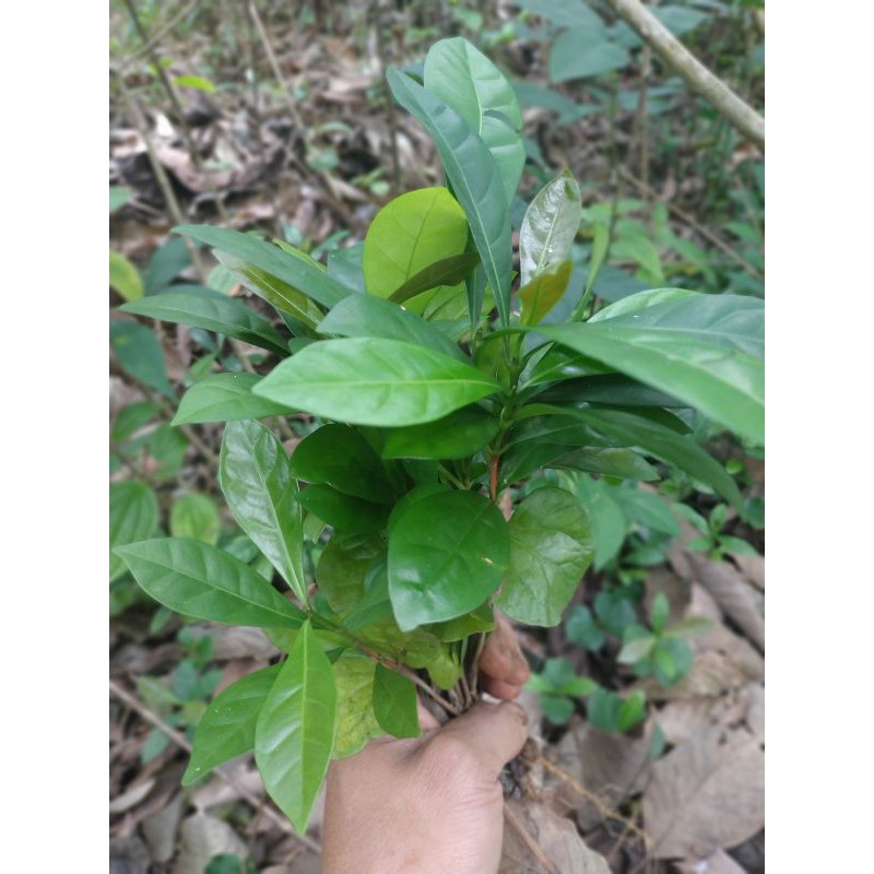 BIBIT KOPI ESELSA CABUTAN / BIBIT KOPI MURAH / KOPI ESELSA / BIBIT KOPI