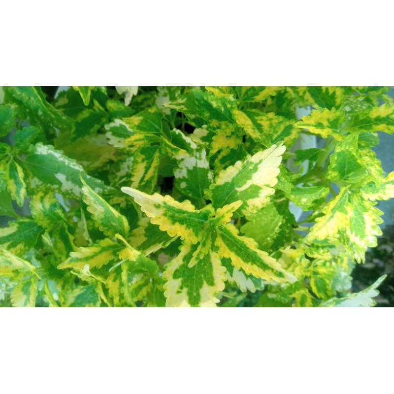 Miana Lokal Stek Batang kode 02. Warna hijau kombinasi kuning putih