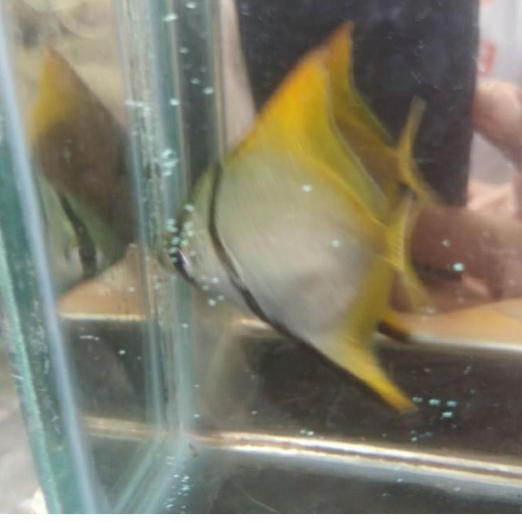 

Terkini ikan monodaktilus kecil !