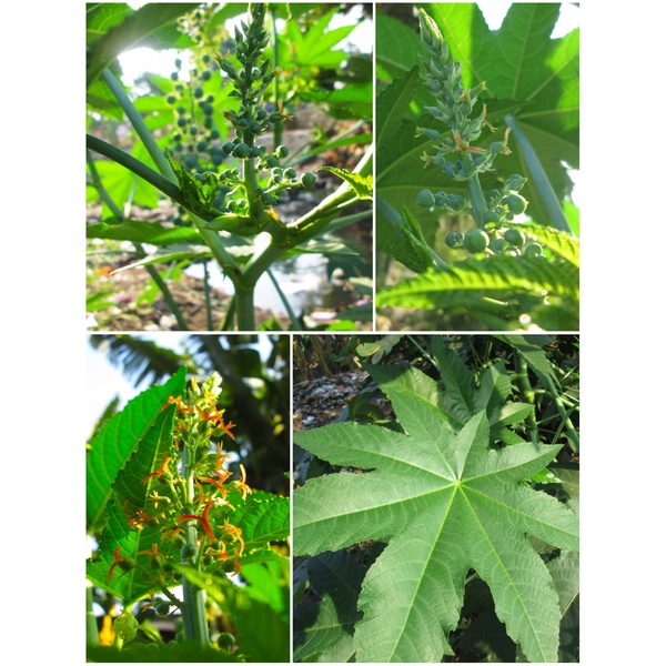 Flash Sale - Daun Jarak Kepyar Hijau Herbal Segar - 10 Daun