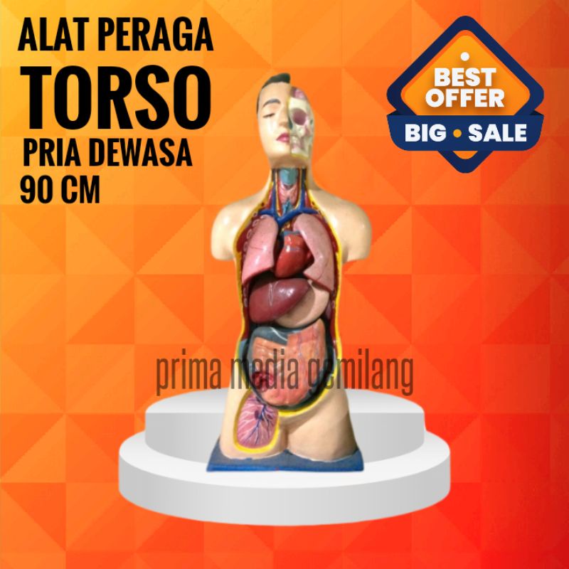 

TORSO PRIA DEWASA 90CM/ALAT PERAGA IPA