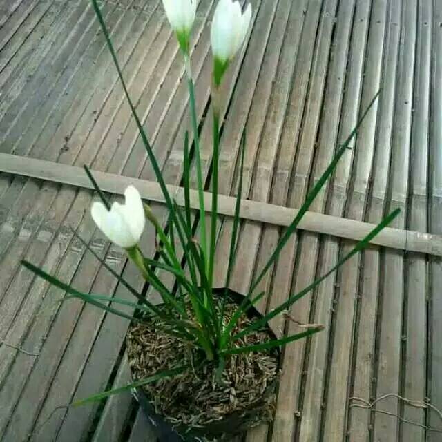 Tanaman kucai tulip putih/rain lily  (Zephyranthes)  -Bawang bawangan -  BAKUL KEMBANG