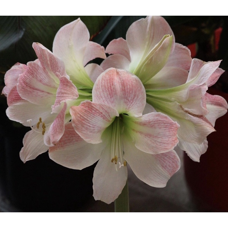Tanaman hidup cantik amarilis appleblossom-(tanaman hias hidup-tanaman hidup-bunga hidup-bunga gantung hidup)