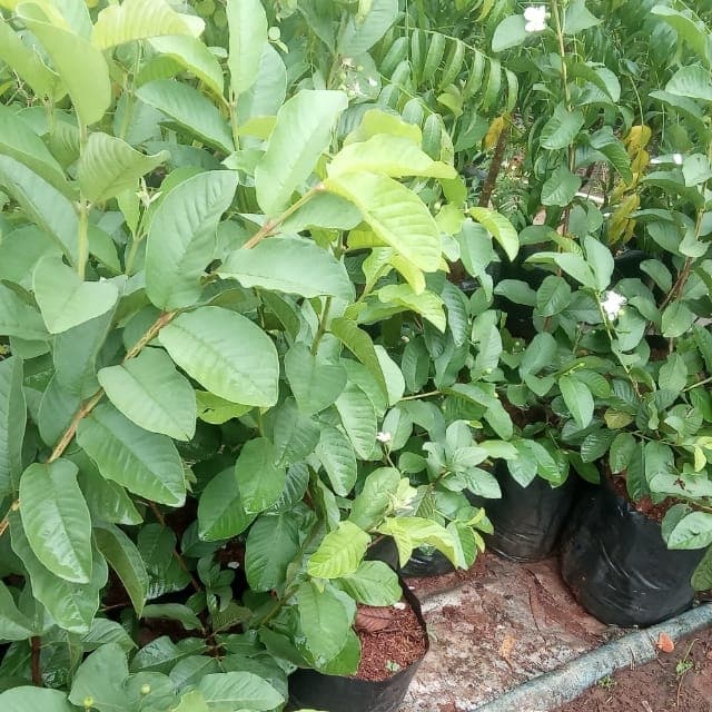 Pohon Jambu Crystal Bibit Jambu Kristal