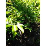 Bibit klengkeng aroma durian berbunga