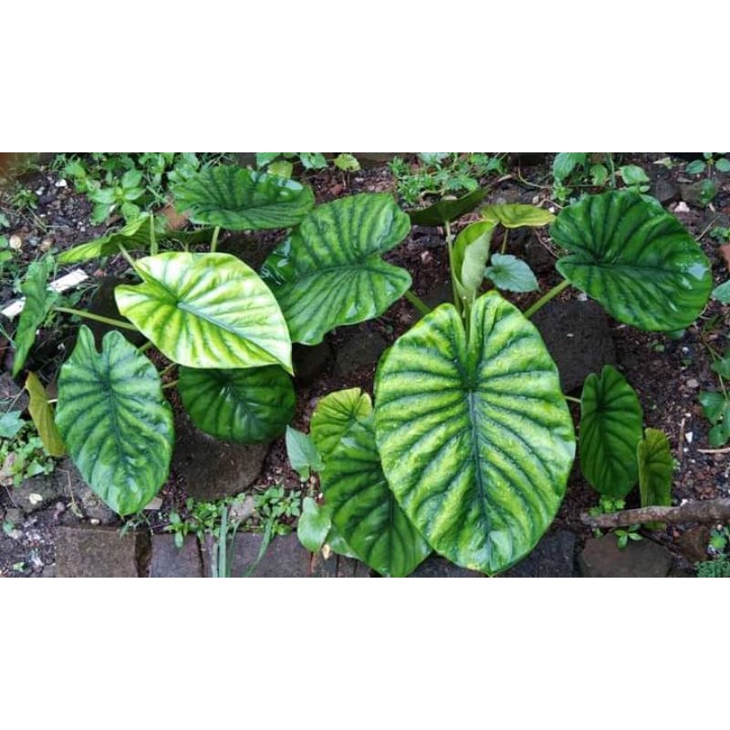 alocasia cuprea / keladi hijau