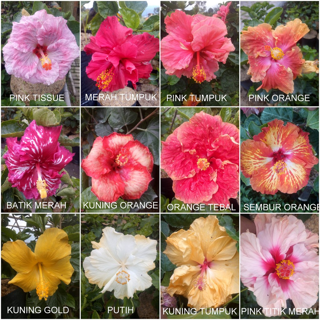 tanaman hias kembang sepatu - bunga Hibiscus tumpuk bangkok - tanaman outdoor