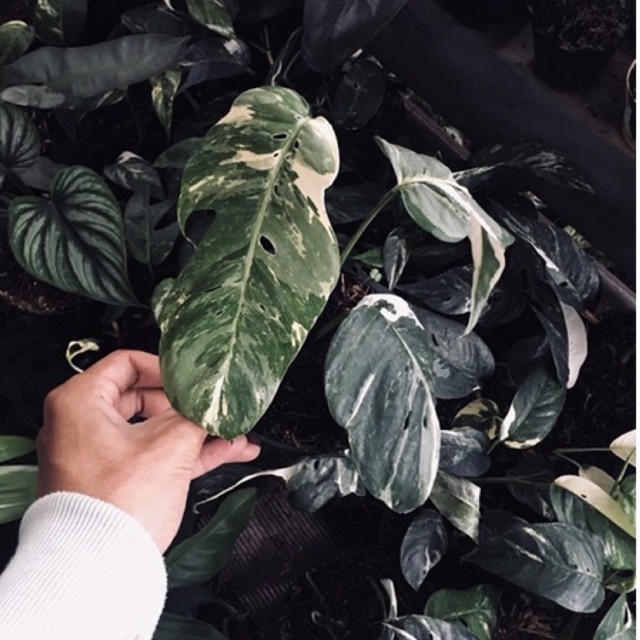 epipremnum pinatum variegata