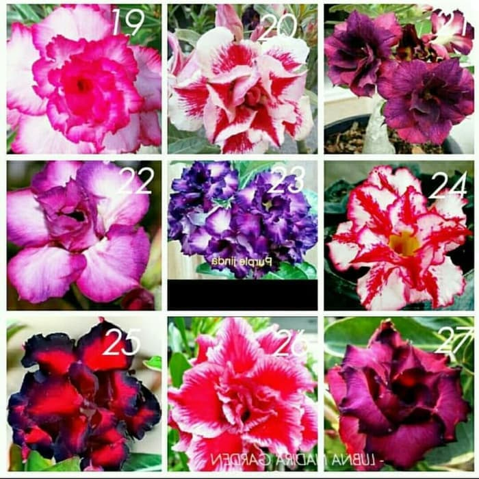 

NEW!!! Promo jual Bibit Kamboja Adenium Bunga Tumpuk dari Biji