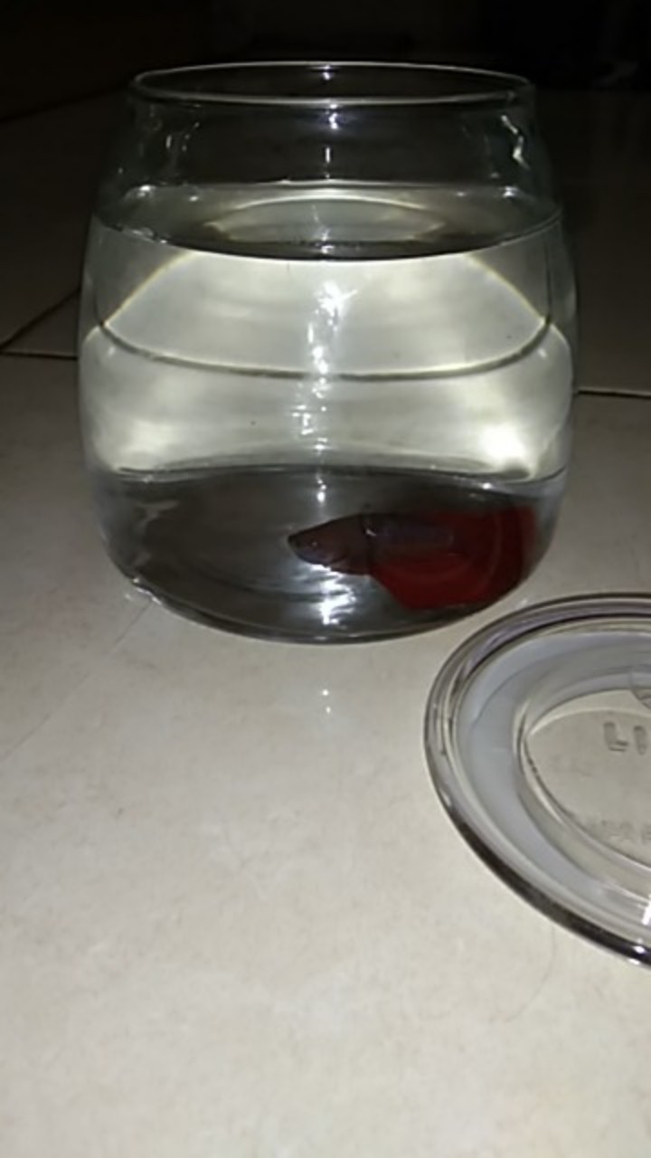 Ovale Glass Jar 750 Ml | Toples Kaca Kedap Udara | Jar Kaca