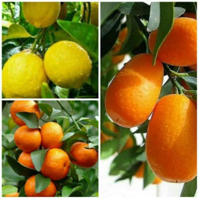 

Paket MURAH BIBIT NAGAMI, SANTANG MADU, LEMON EUREKA